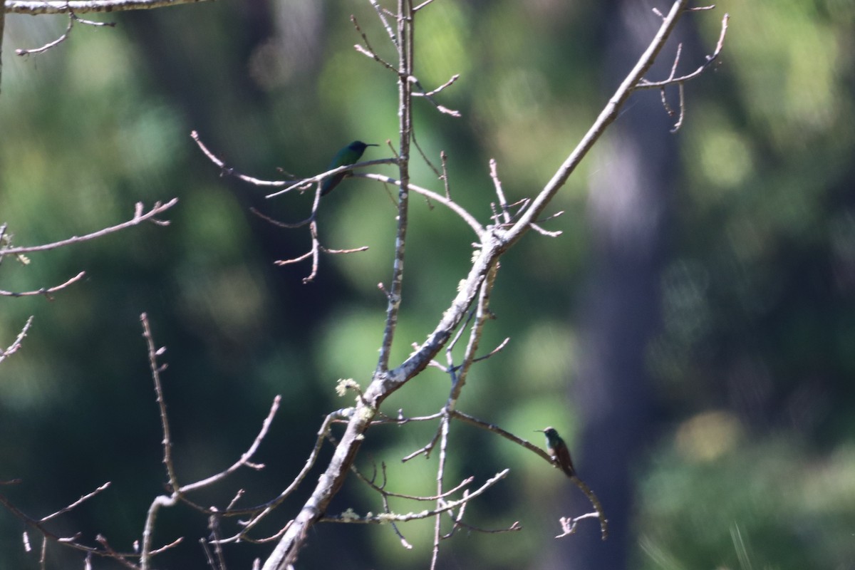 kolibřík zelený - ML503341591