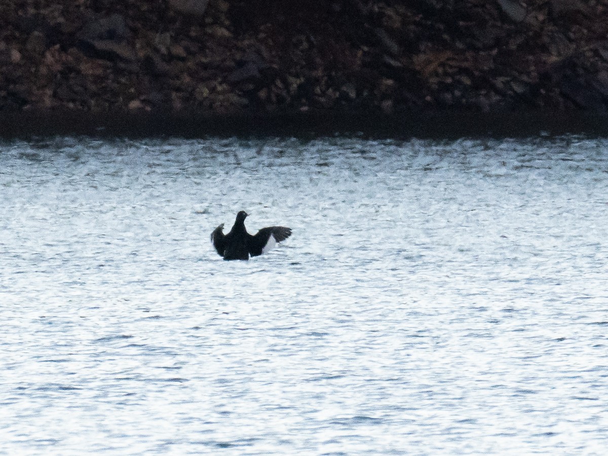 White-winged Scoter - ML503341691