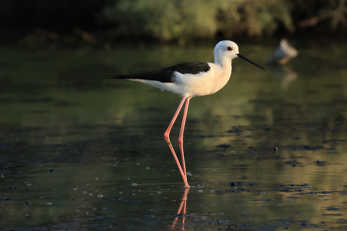 Black-winged Stilt - ML503341851