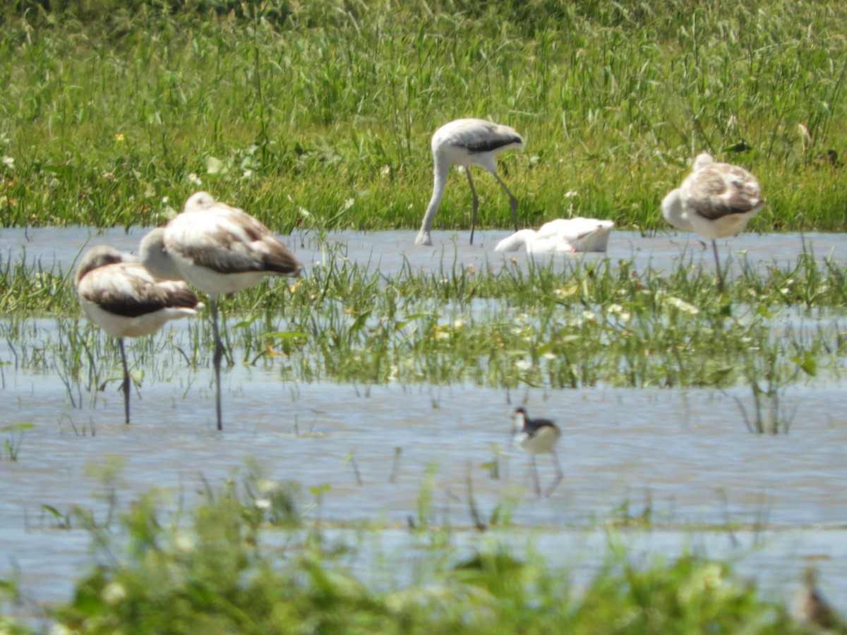 Chilean Flamingo - Silvia Enggist