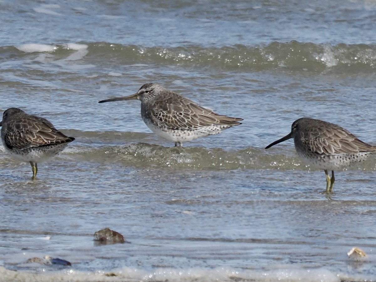 Short-billed Dowitcher - John Skelton