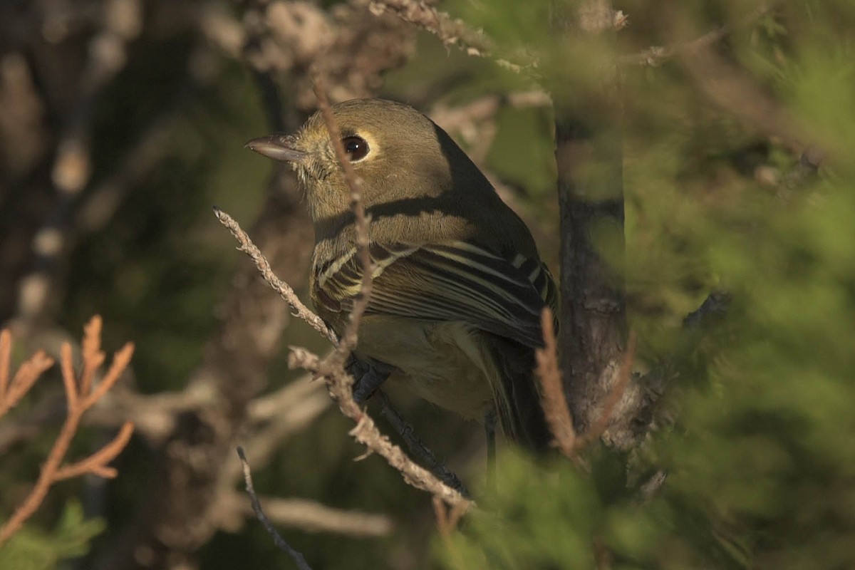 Hutton's Vireo - ML503343931