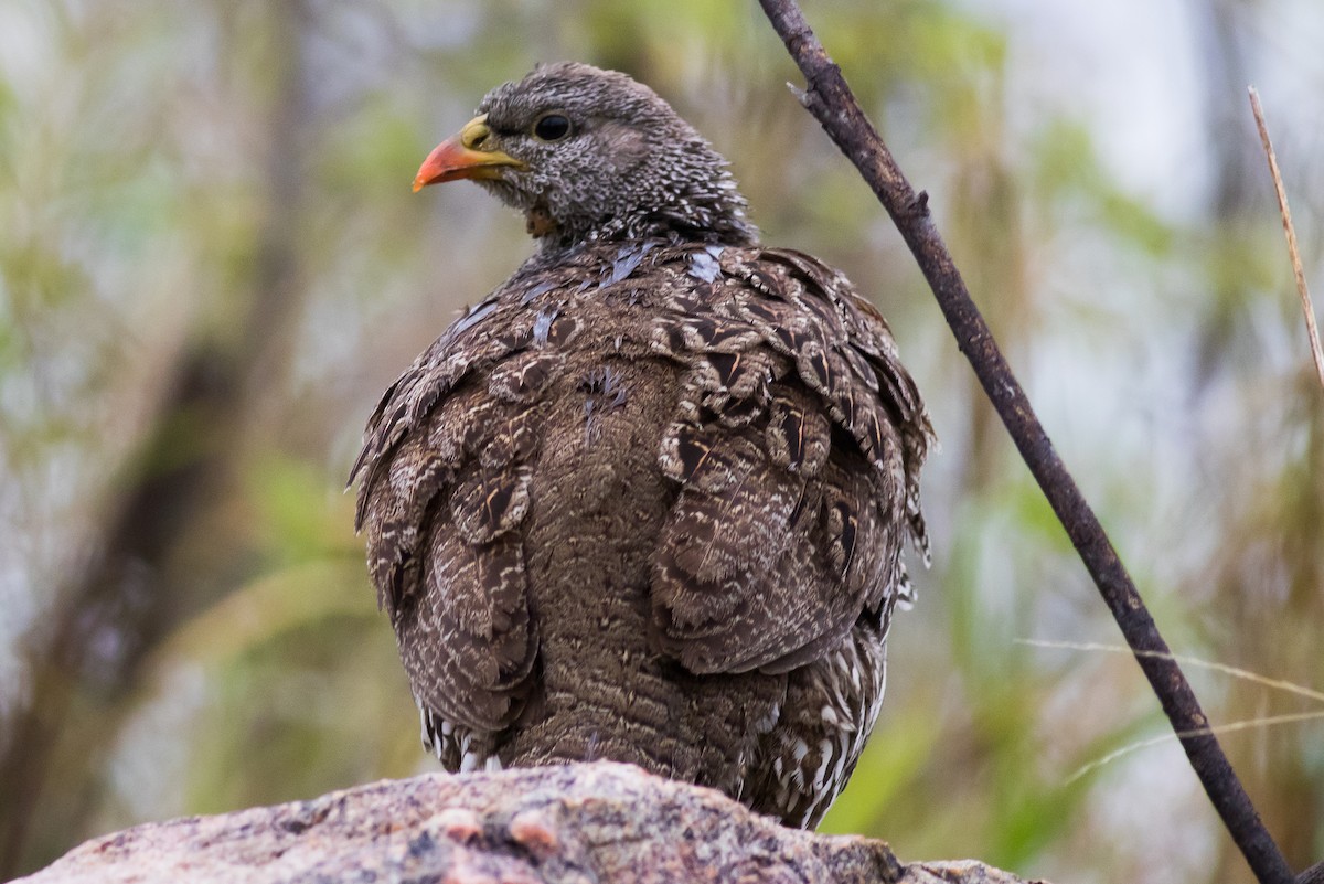 Natal Spurfowl - ML503344481