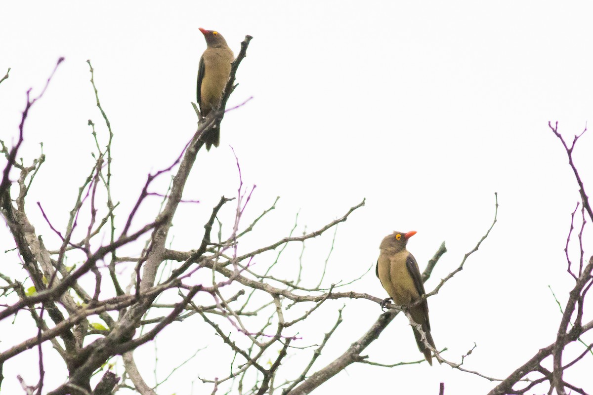 Red-billed Oxpecker - Jason Hoeksema