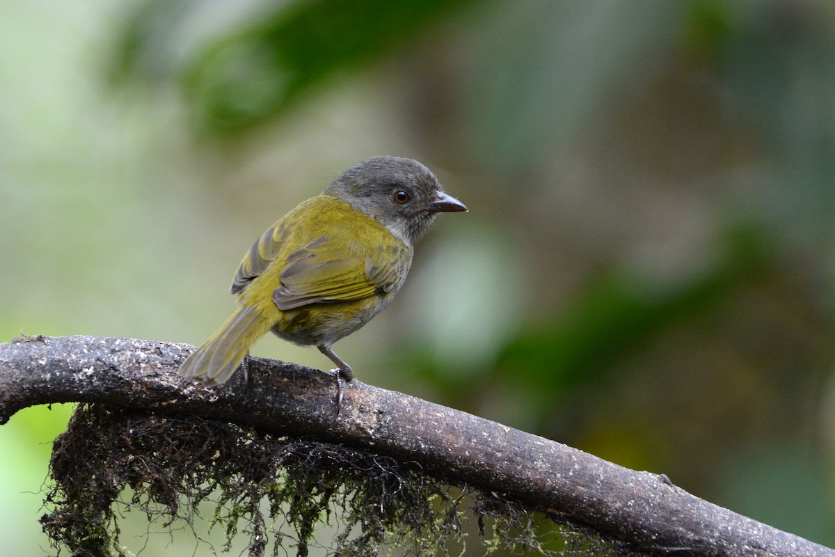 Dusky Chlorospingus - ML503345621