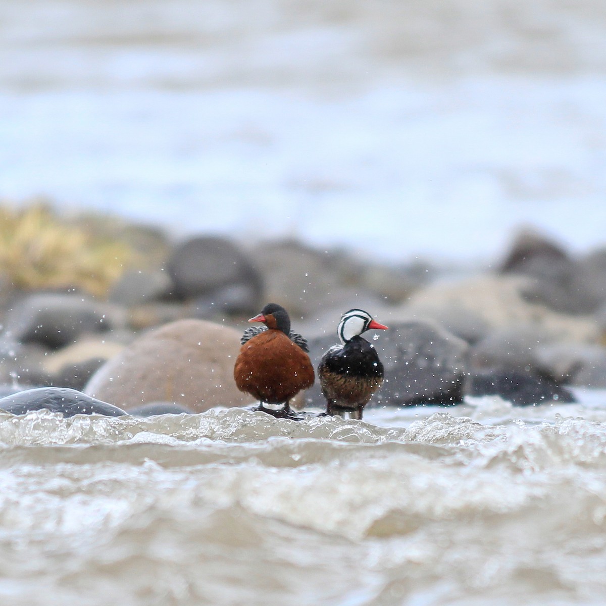 Torrent Duck - ML503345691