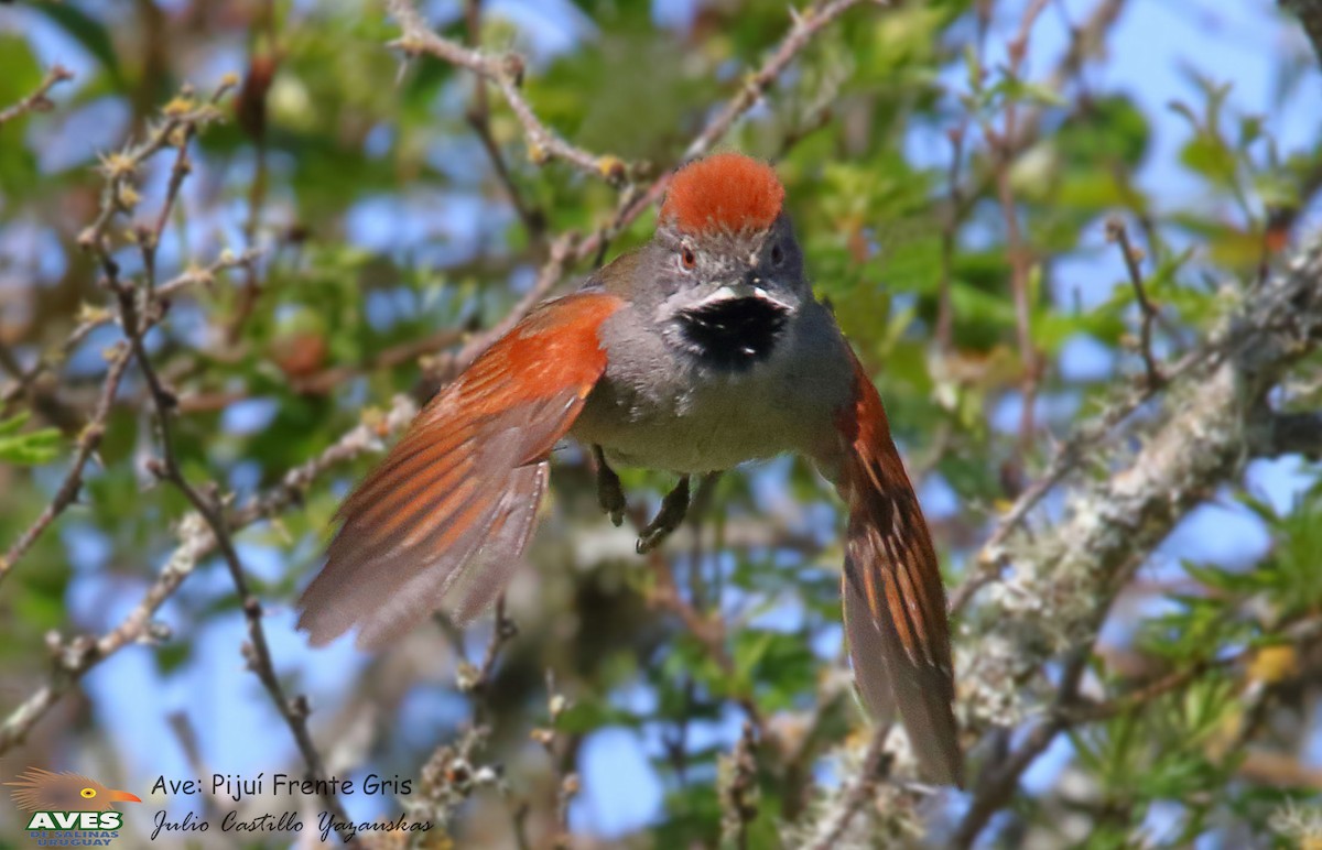 Sooty-fronted Spinetail - ML503345781