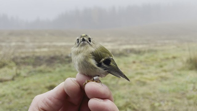 Goldcrest - ML503346931