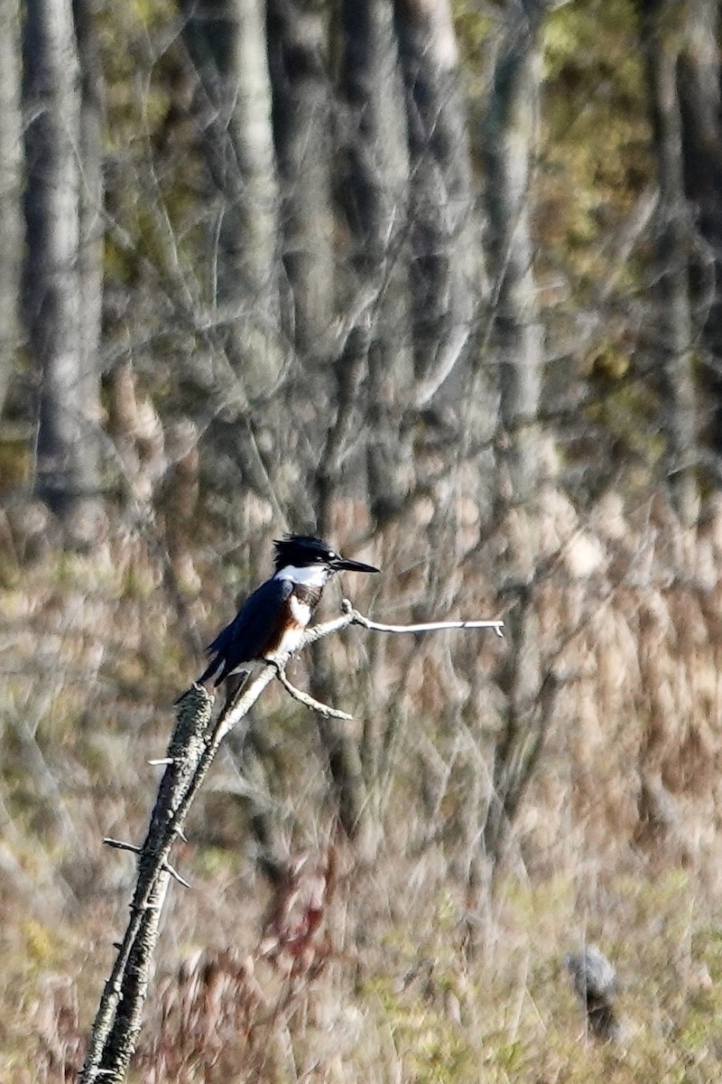 Belted Kingfisher - Tom Shepard