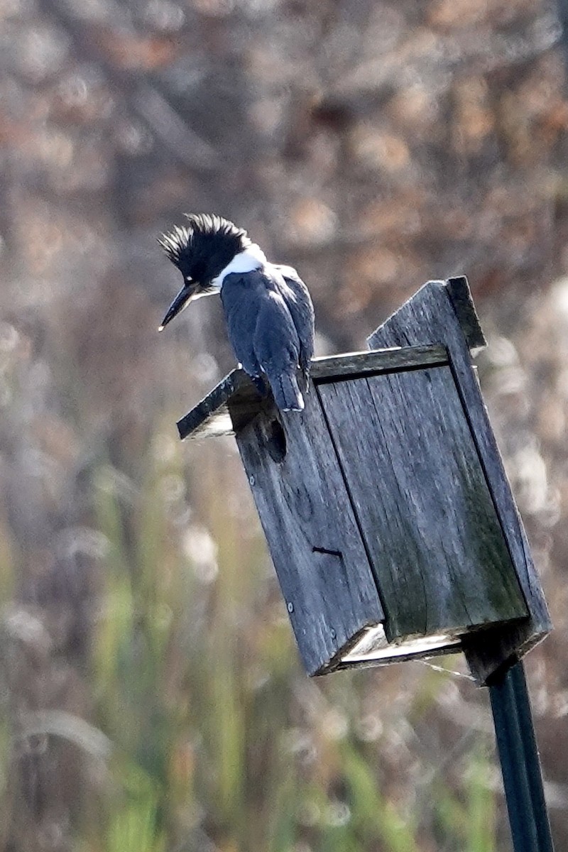 Belted Kingfisher - Tom Shepard