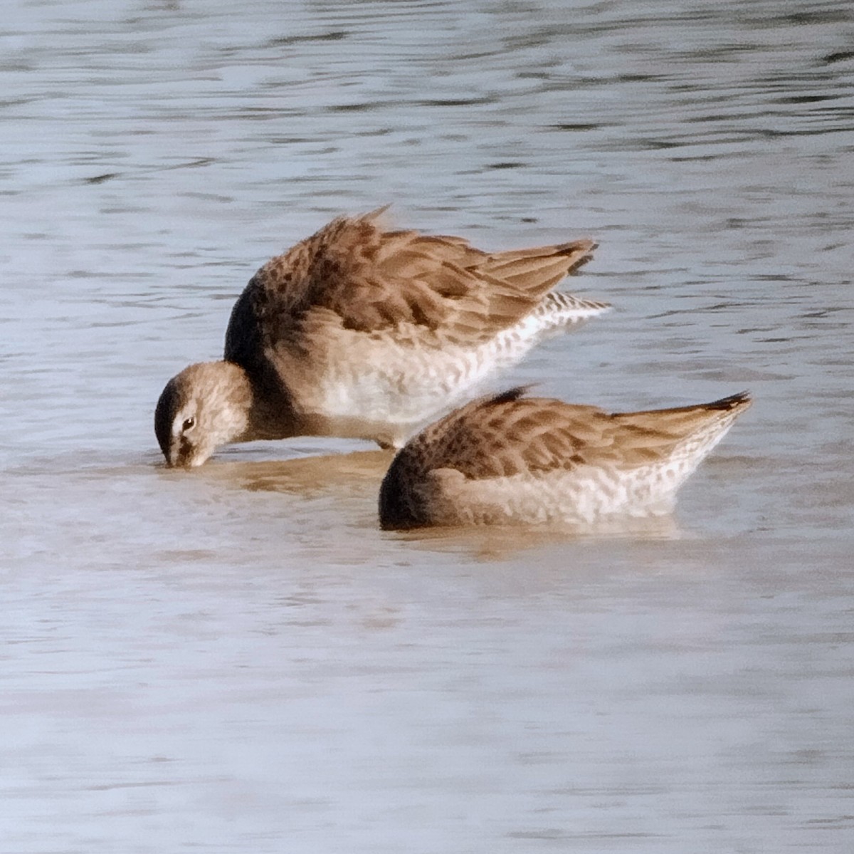 Long-billed Dowitcher - ML503348701