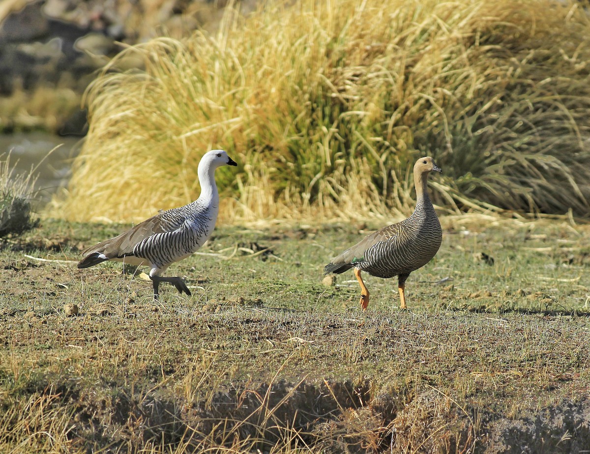 Upland Goose - ML503352041