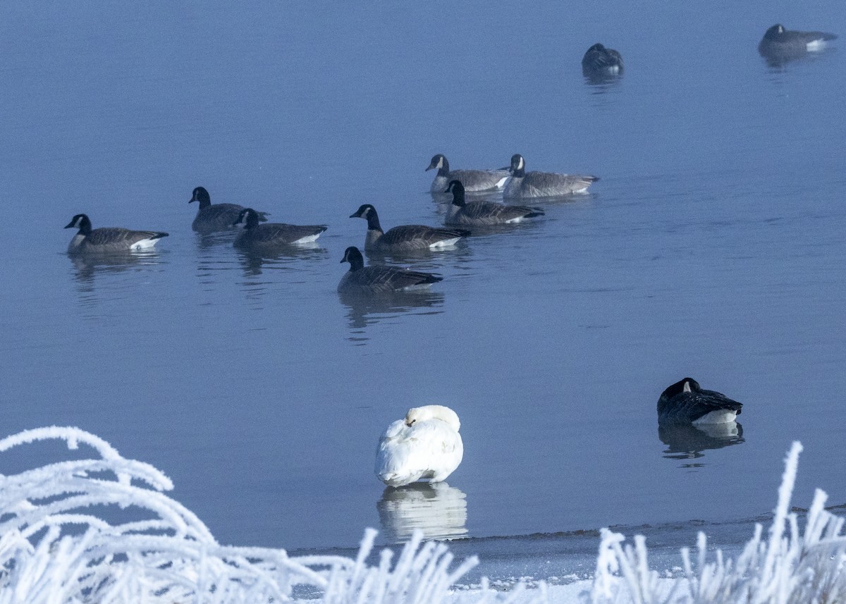 Cygne siffleur - ML503352911