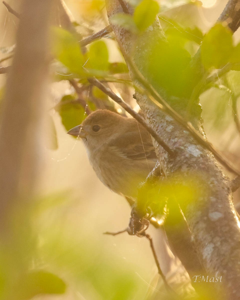 Indigo Bunting - ML503353351