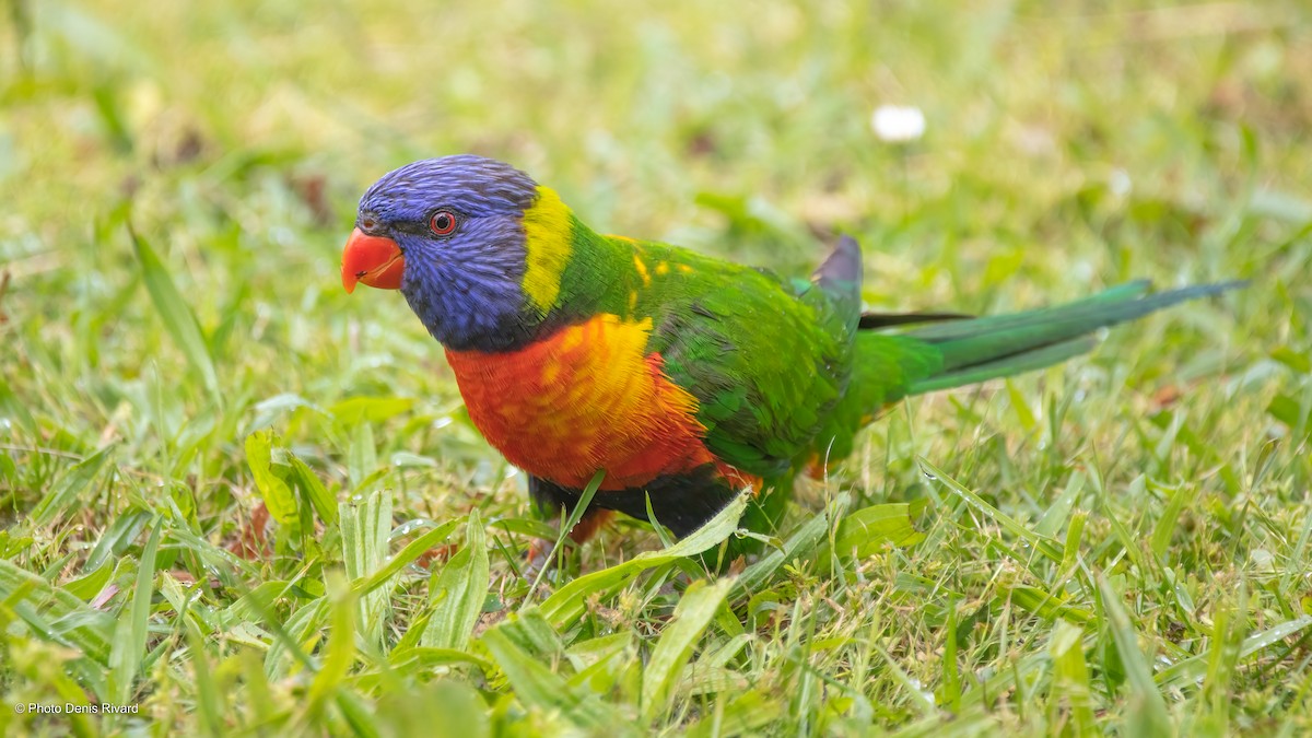 Rainbow Lorikeet - ML503353691