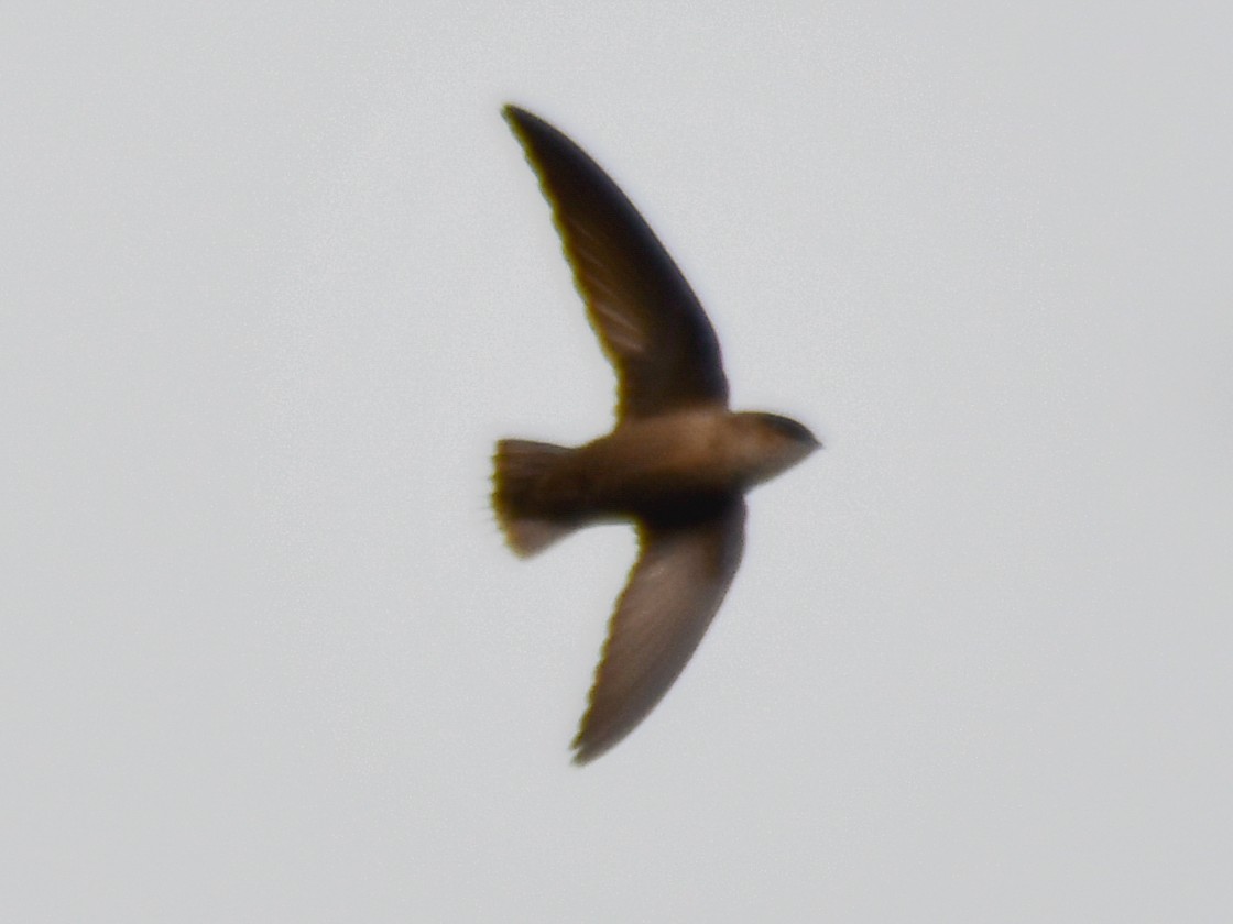 Vaux's Swift (Richmond's) - ML503353921