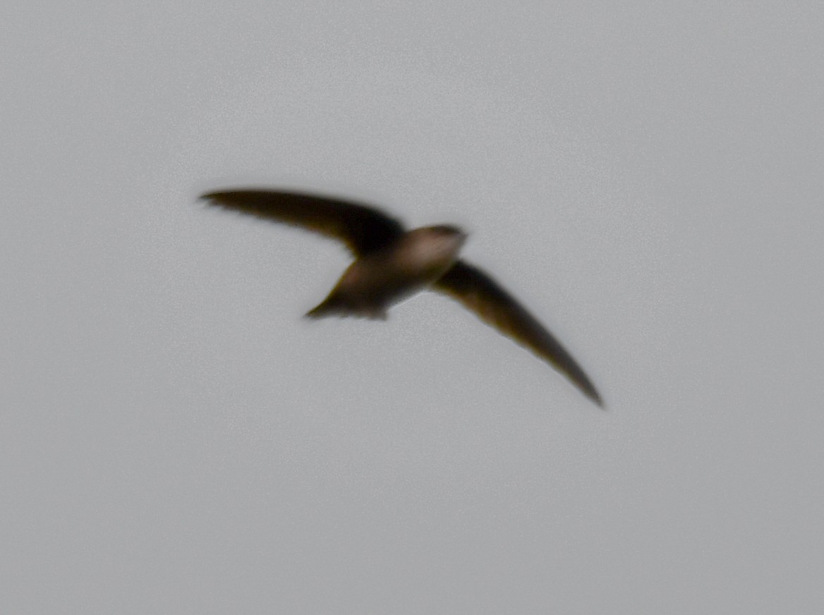 Vaux's Swift (Richmond's) - ML503354201