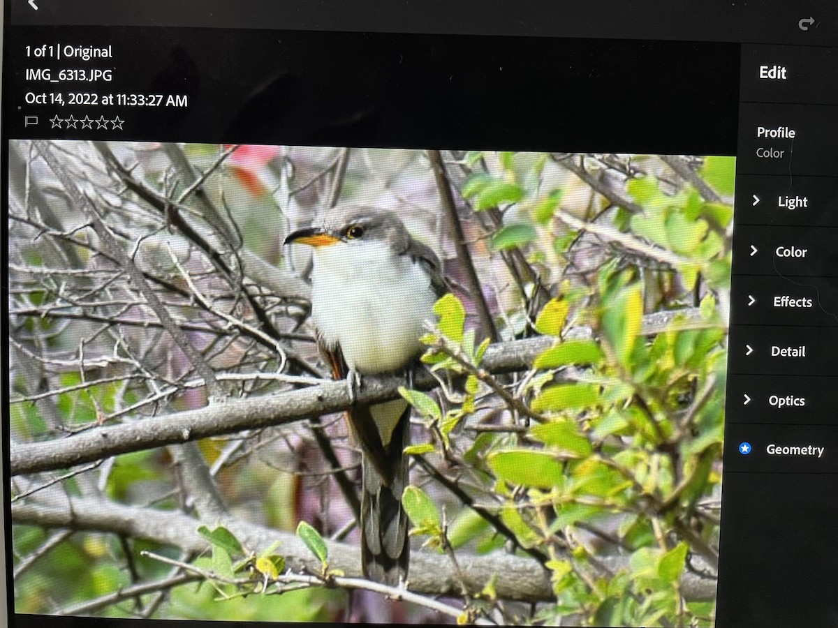 Yellow-billed Cuckoo - ML503354341