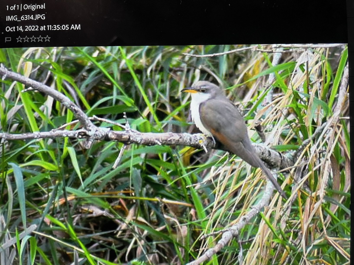 Yellow-billed Cuckoo - ML503354351