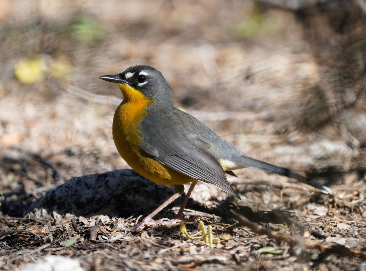 Fan-tailed Warbler - ML503354361