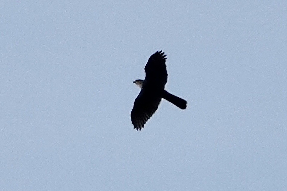 Cooper's Hawk - ML503355981