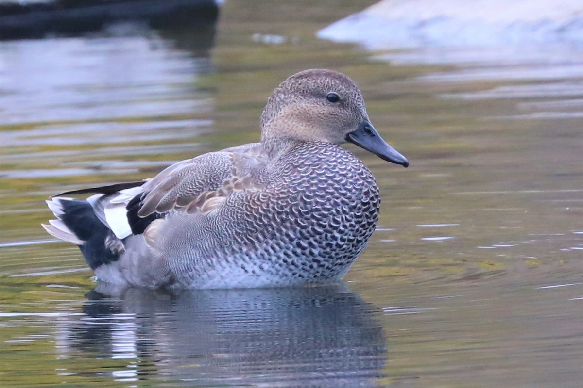 Gadwall - ML503356361