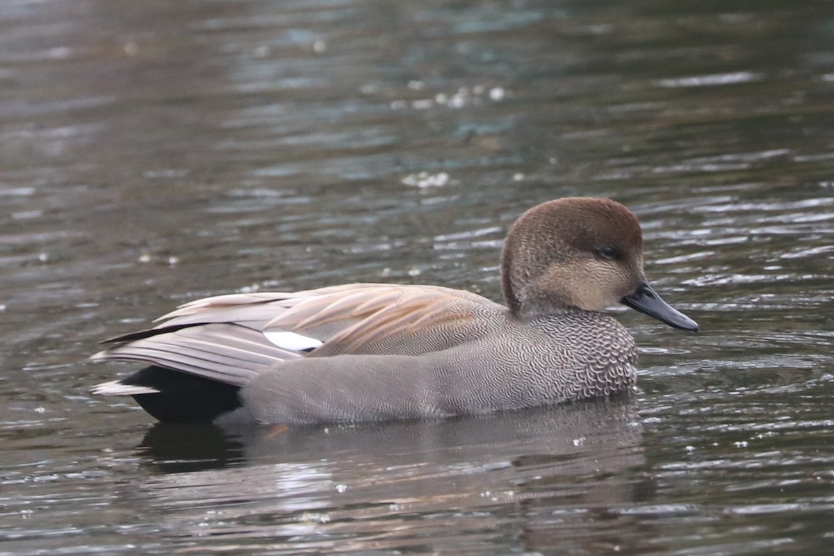 Gadwall - ML503356431