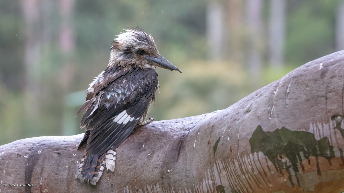 Laughing Kookaburra - ML503356581