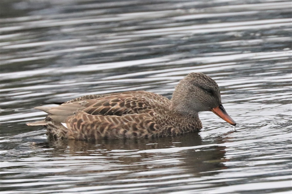 Gadwall - Jim Edsall