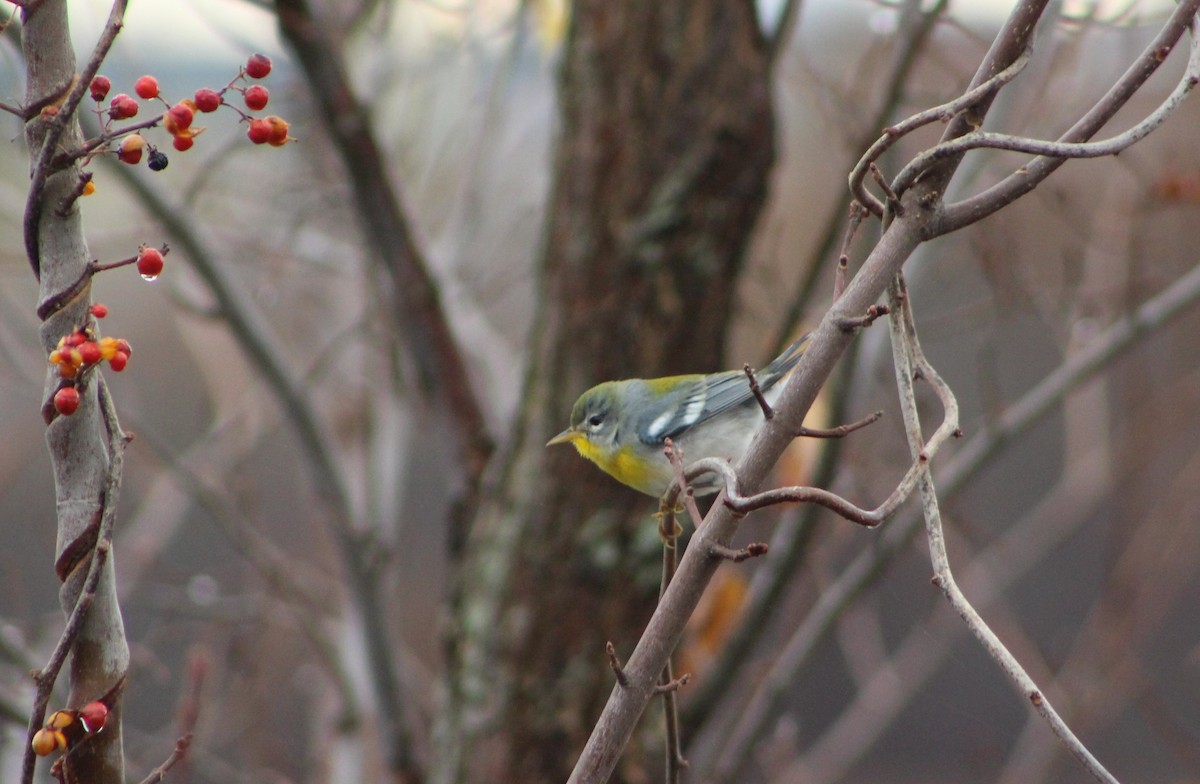 Northern Parula - ML503358671