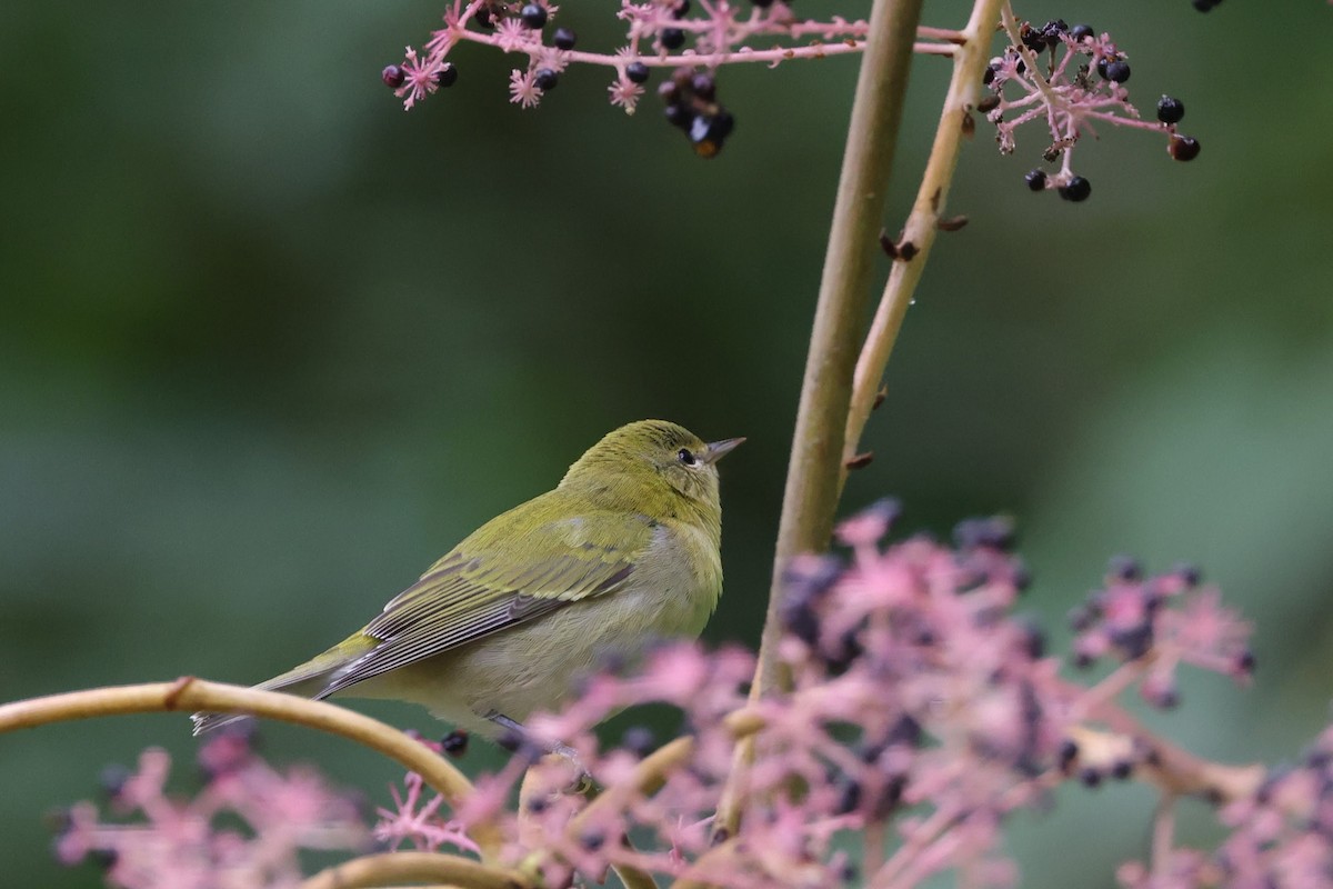 Tennessee Warbler - ML503359491