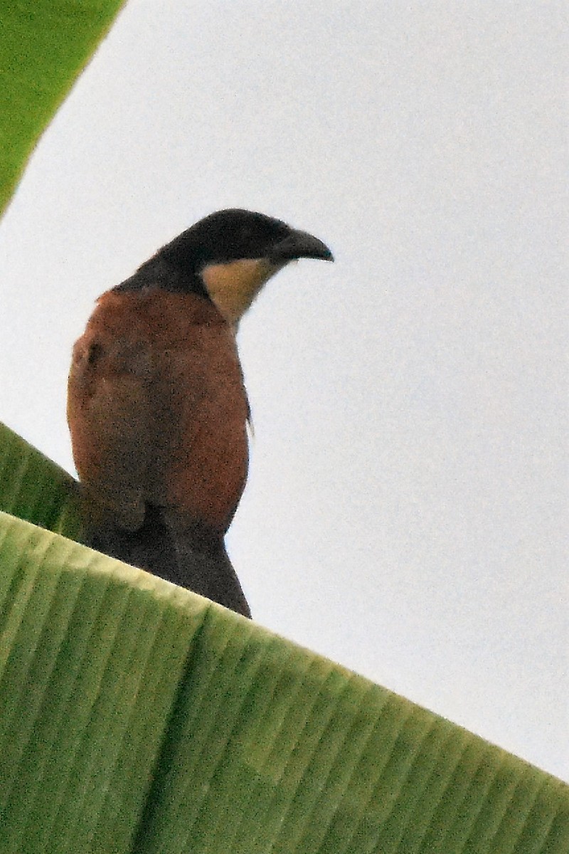 Senegal Coucal - ML50336021