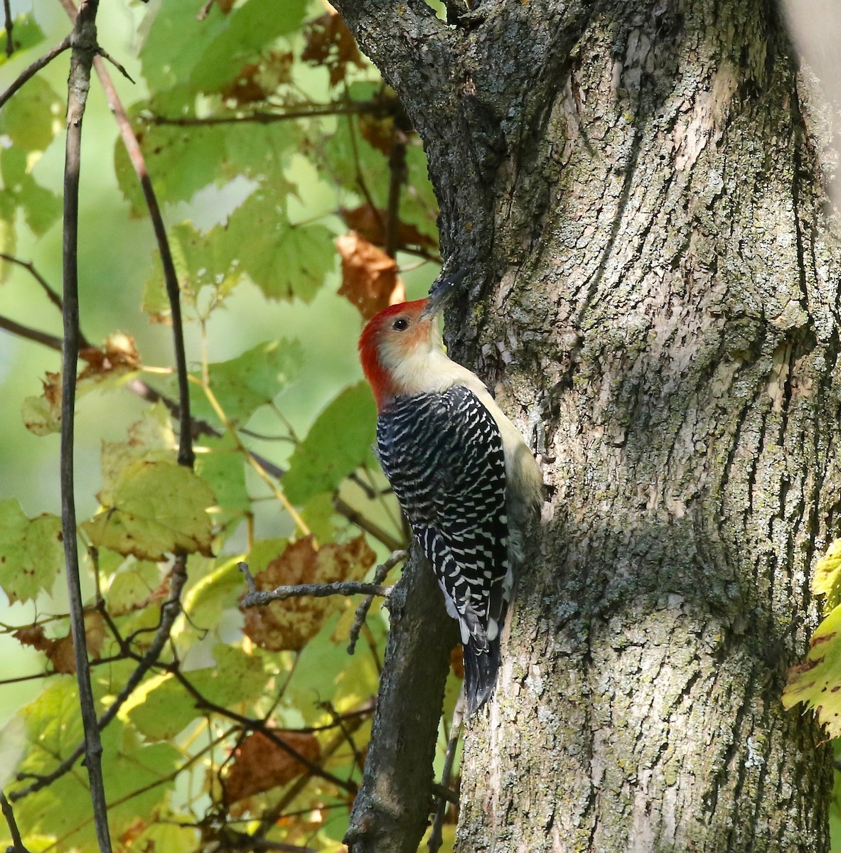 Red-bellied Woodpecker - Sandy Vorpahl