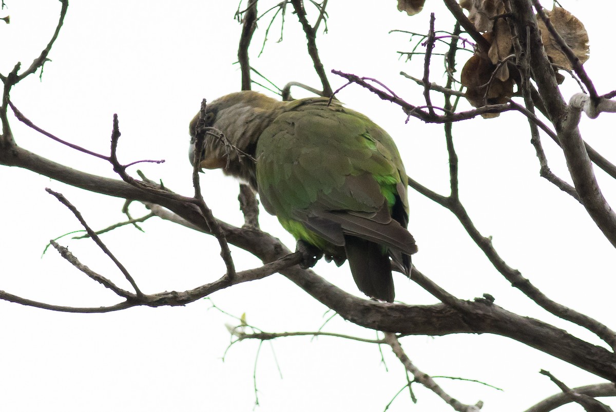 papoušek hnědohlavý - ML503361041