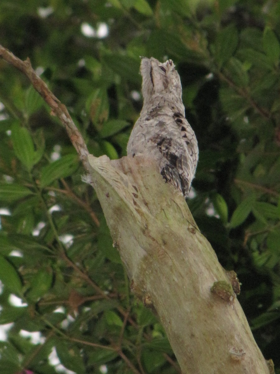 Common Potoo - ML503361421