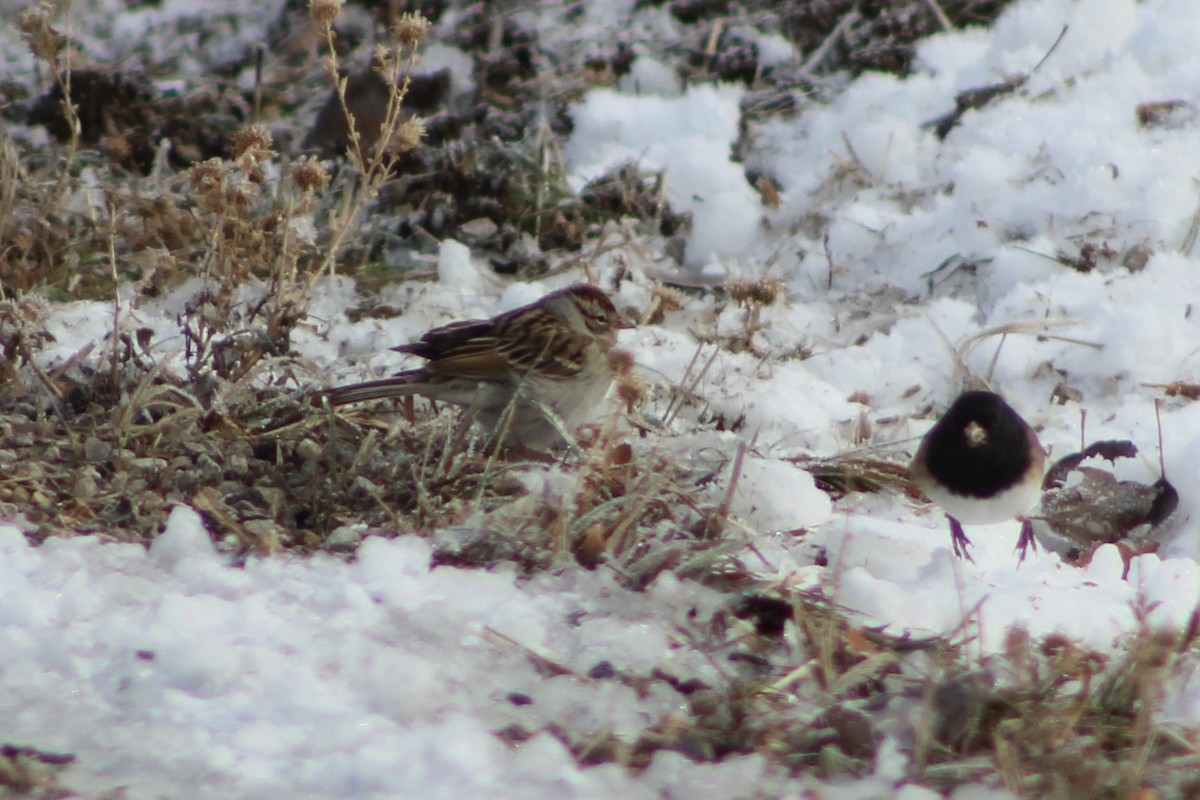 Chipping Sparrow - ML503361621