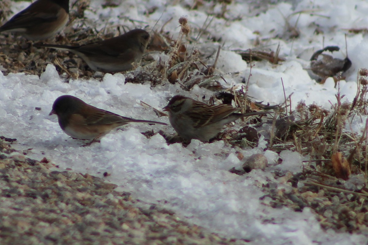 Chipping Sparrow - ML503361631