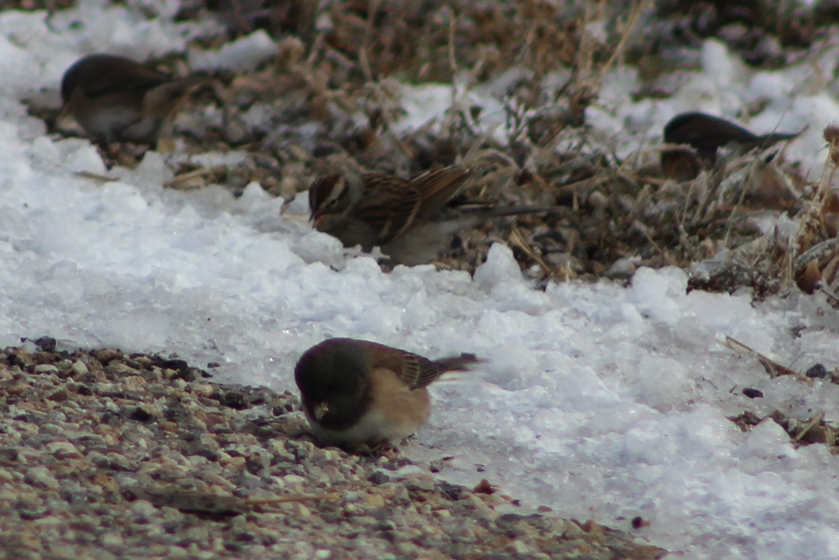 Chipping Sparrow - ML503361651