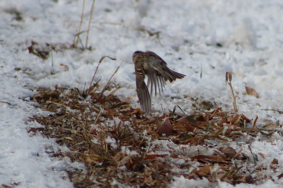 Chipping Sparrow - ML503361661