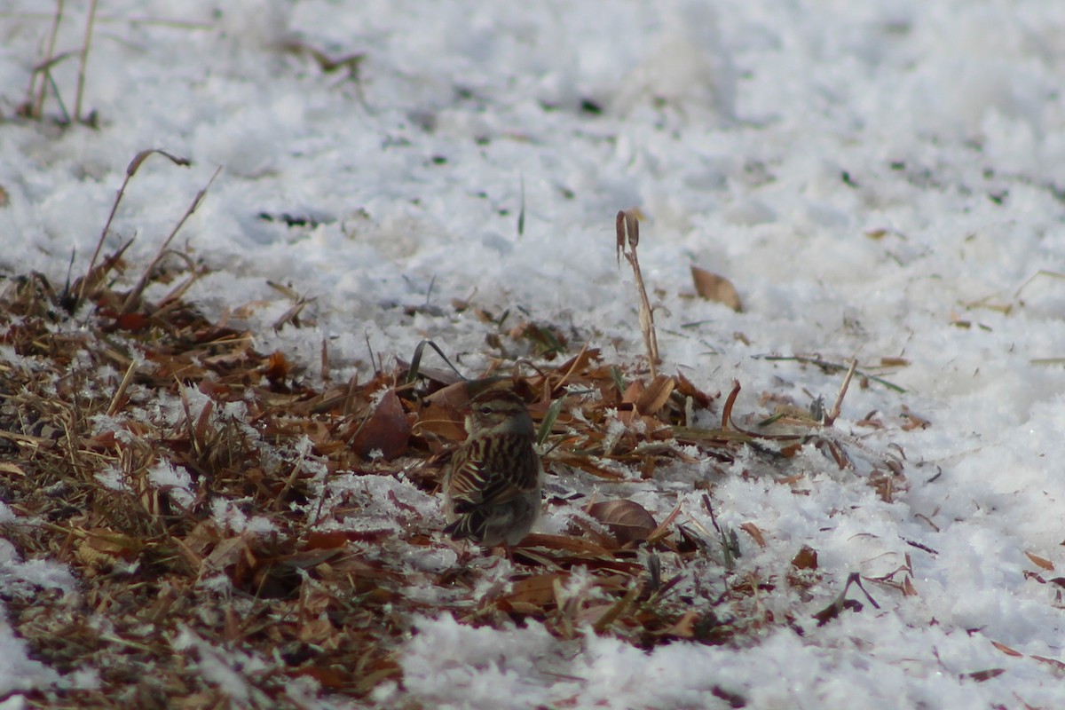 Chipping Sparrow - ML503361671