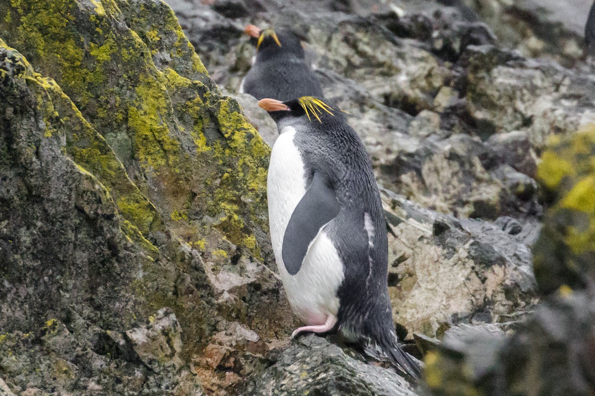 Macaroni Penguin - Mac Aragon