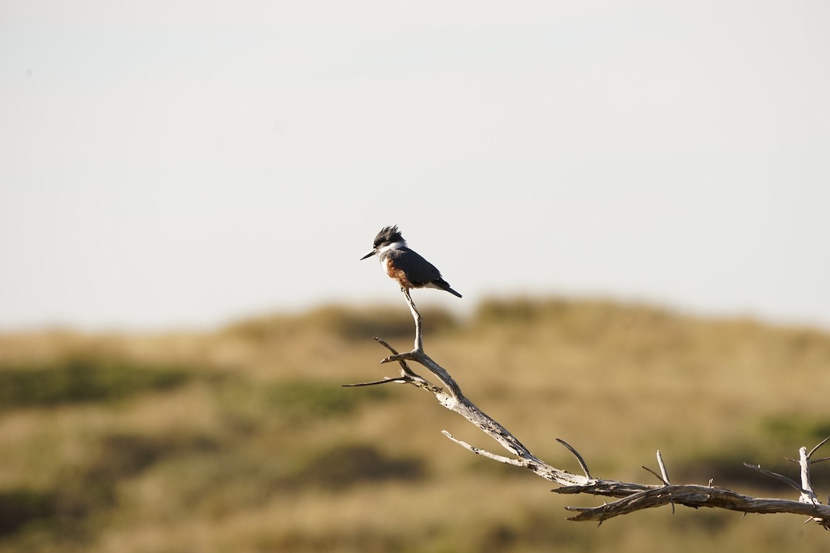 Belted Kingfisher - ML503362291