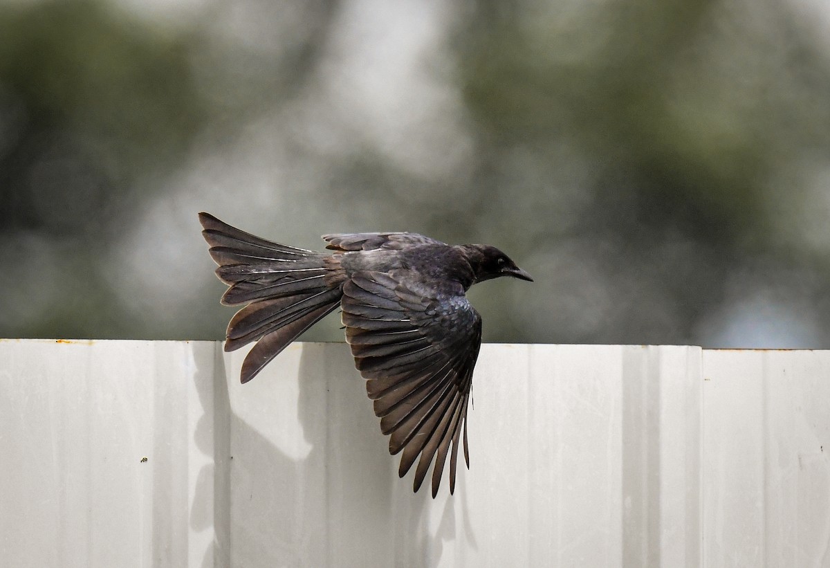 Black Drongo - ML503363701
