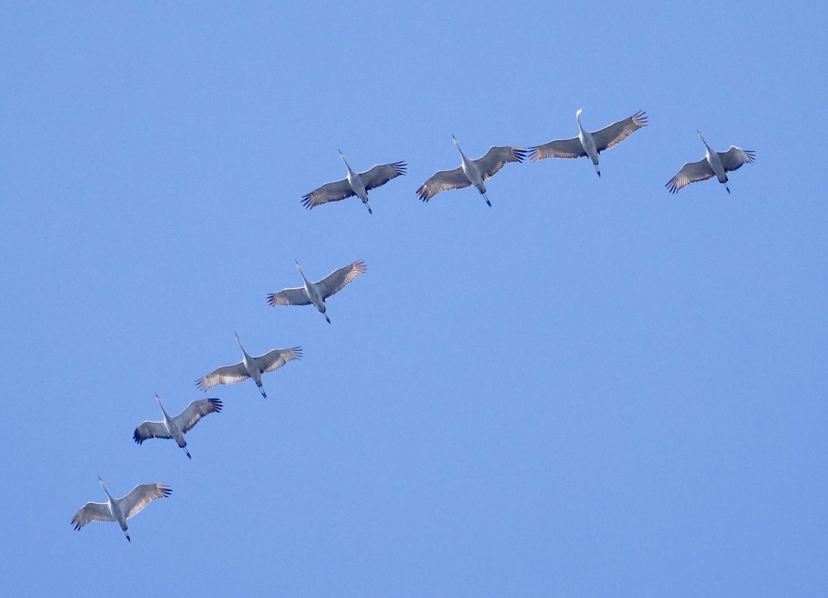 עגור קנדי - ML503363941