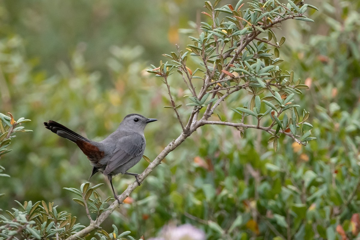 Gray Catbird - ML503364091