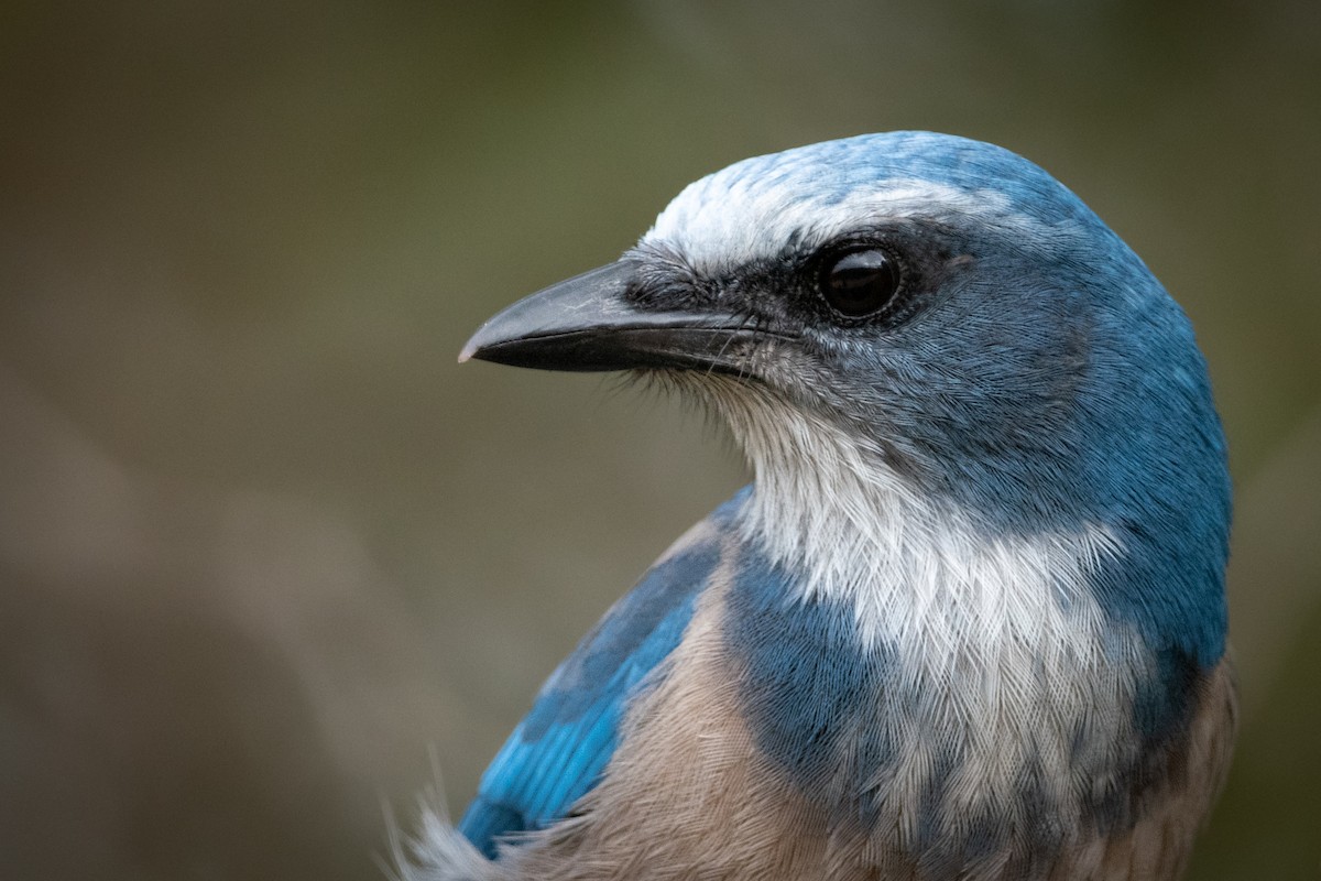 Florida Scrub-Jay - ML503364161