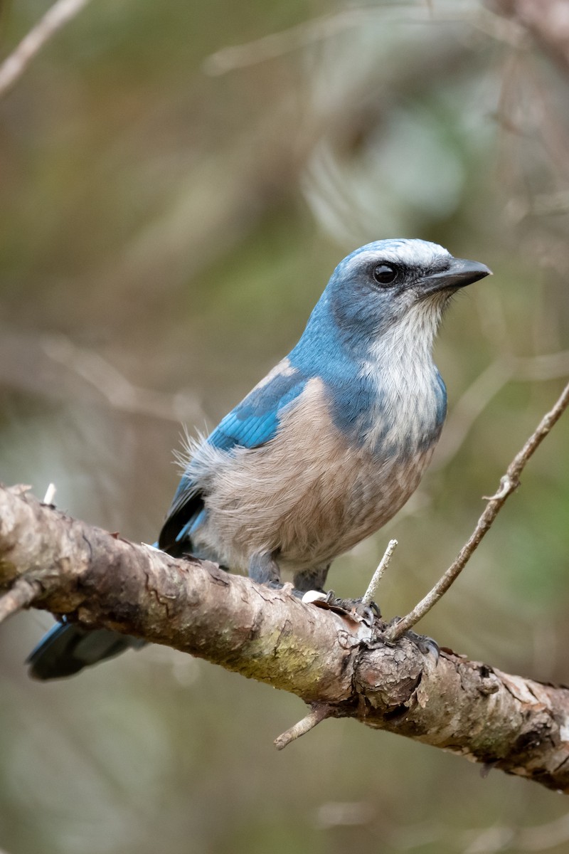 Florida Scrub-Jay - ML503364201