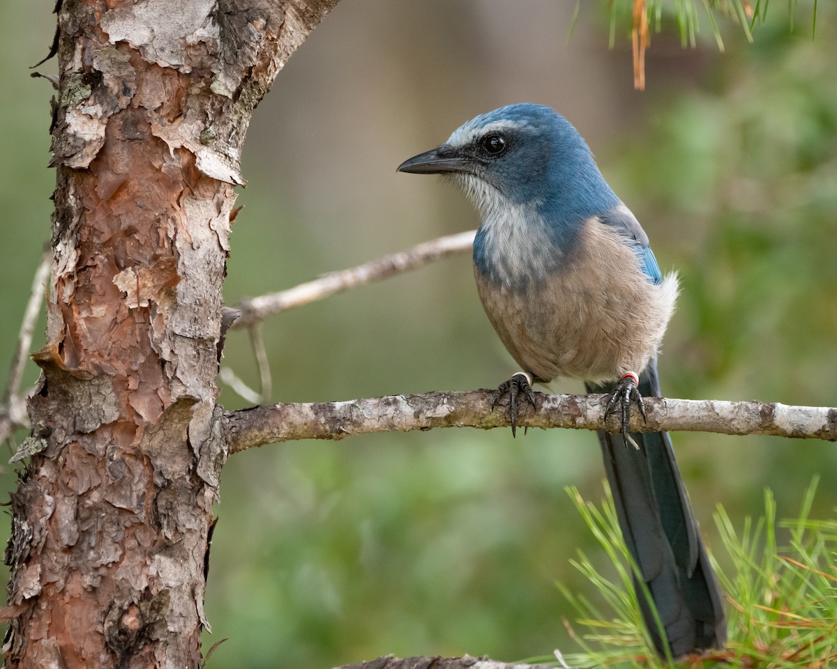 Florida Scrub-Jay - Henrey Deese