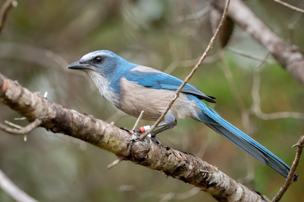 Florida Scrub-Jay - ML503364221