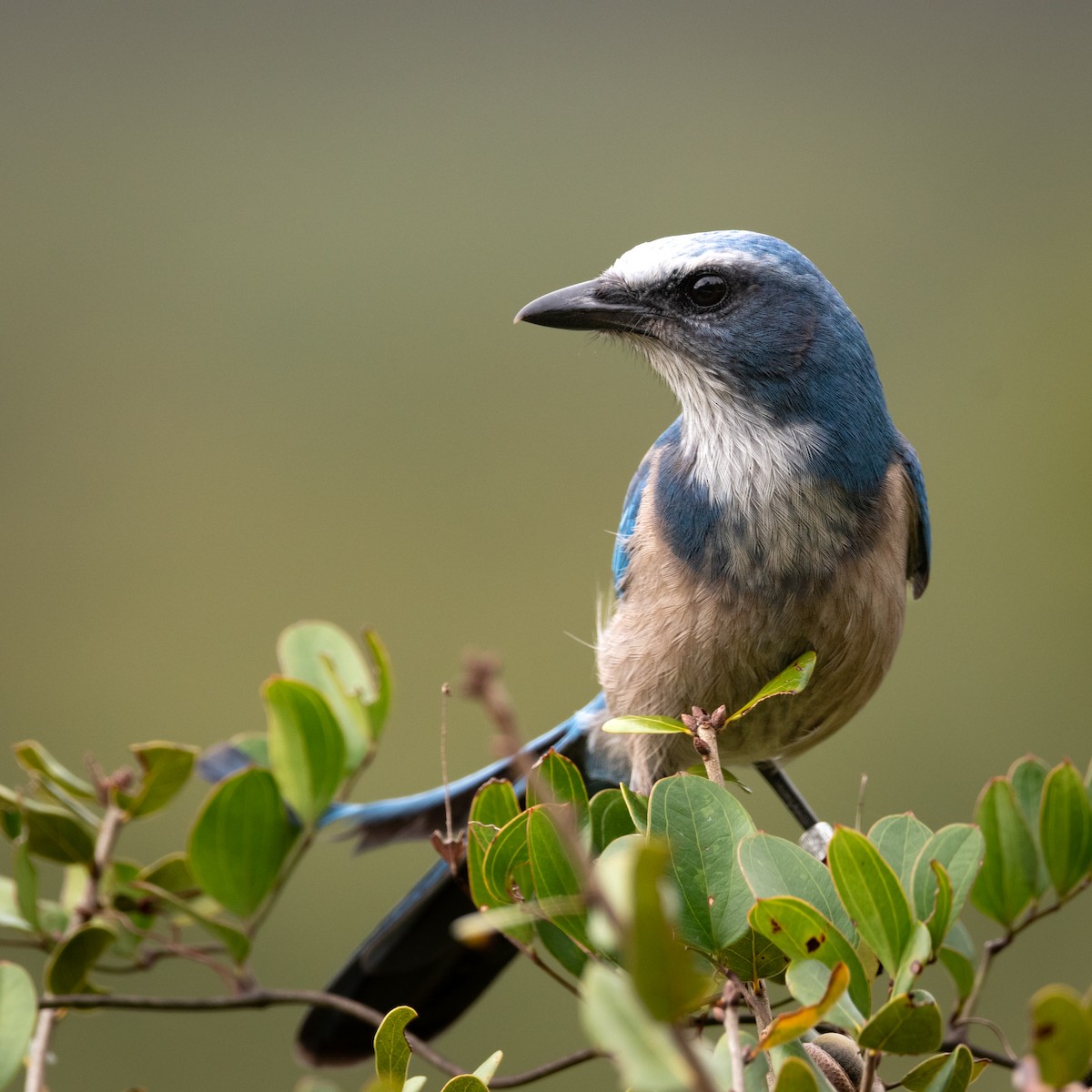 Florida Scrub-Jay - ML503364241